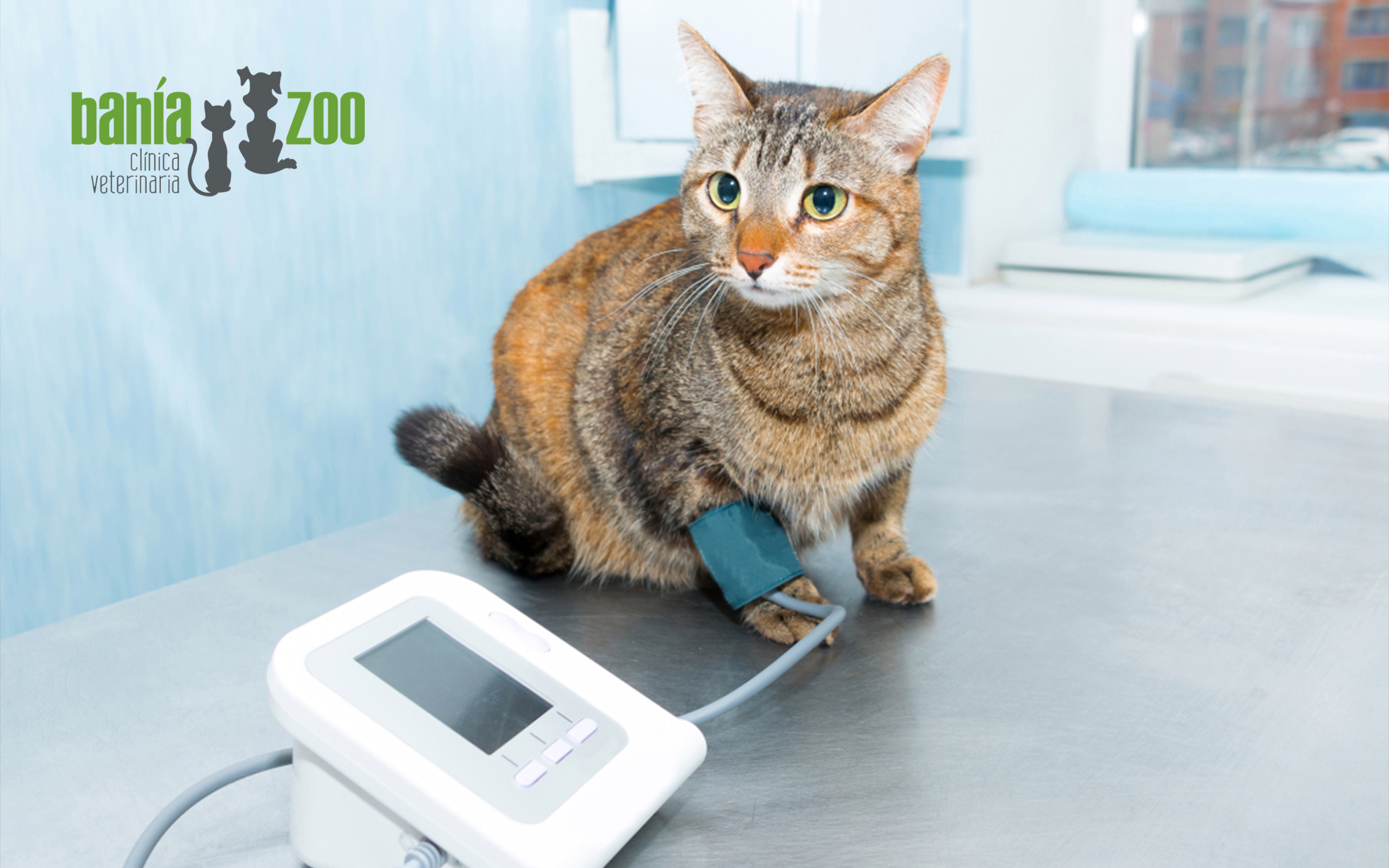 Hipertensión en gatos: síntomas, consecuencias tratamiento - Veterinaria Zoo