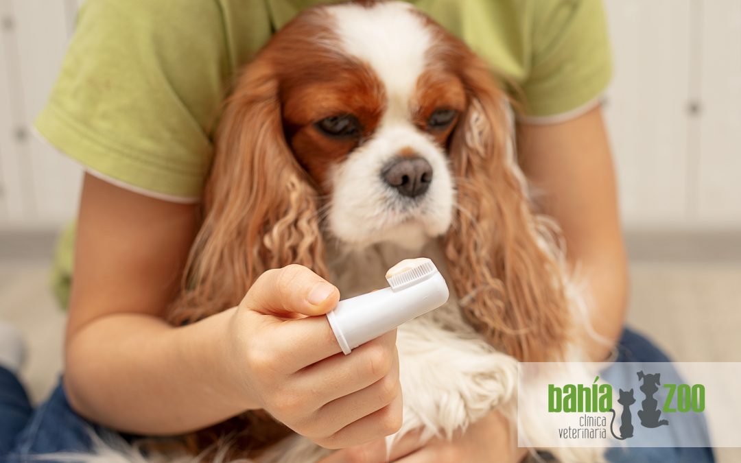 Salud dental en perros y gatos: ¿por qué es tan importante para su salud?