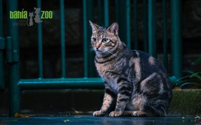 ¿Qué hacer si mi gato tiene sobrepeso?