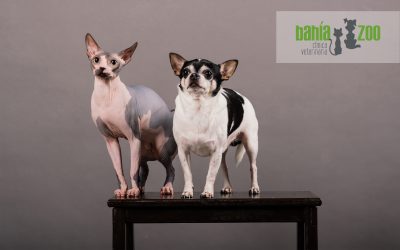 Consejos para introducir un gato en una casa con perro