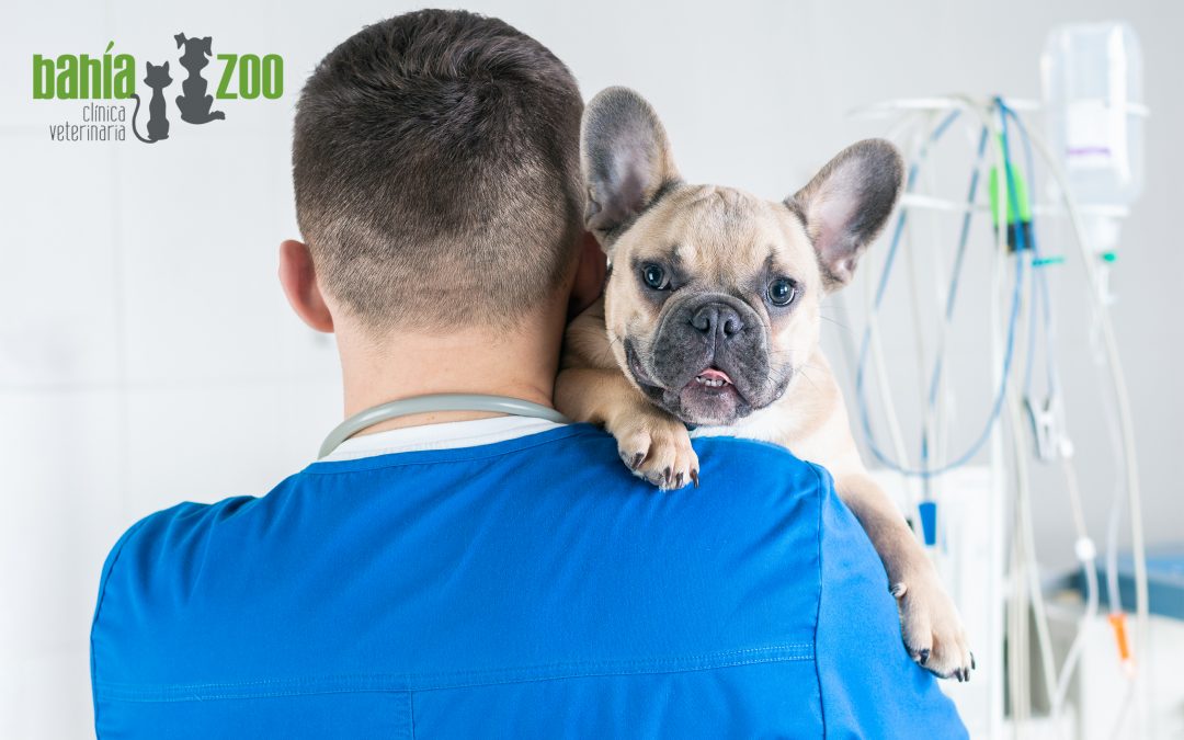 Principales vacunas debes poner a tu perro para que esté protegido