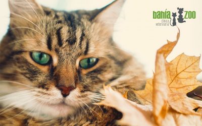 Alergias, parásitos y cambios en el comportamiento: Así afecta el otoño a las mascotas