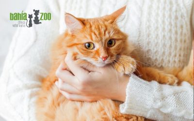 Ayuda a tu mascota a mantener la calma ante los petardos