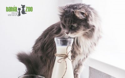 ¿Los gatos pueden tomar leche?