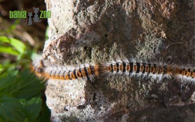 Oruga procesionaria: conoce sus peligros para tu mascota