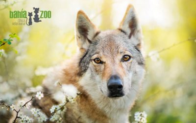 ¿Qué cuidados especiales necesitan los perros de raza grande?