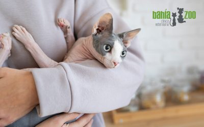 Lipidosis hepática felina: Todo lo que necesitas saber