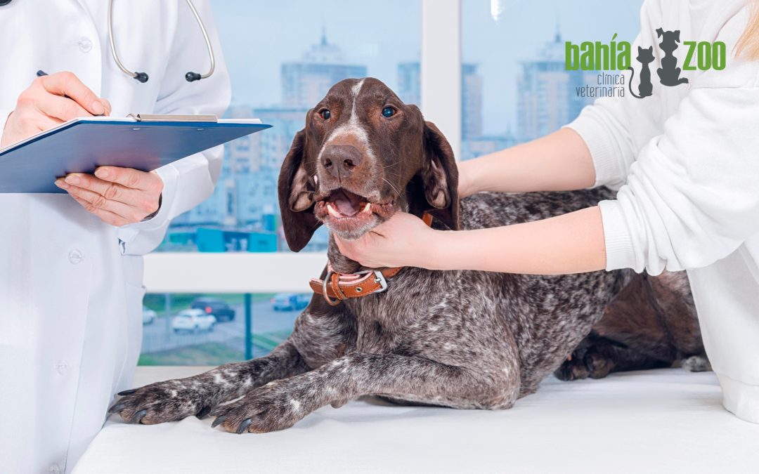 Leishmaniosis canina: todo lo que necesitas para proteger a tu perro de ella