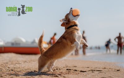 Grandes peligros para la salud de tu perro en verano