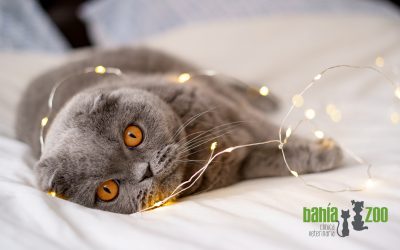 Peligros para nuestras mascotas en navidad y cómo protegerlas