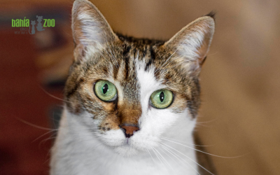 Osteoartritis en mascotas: síntomas, tratamientos y prevención