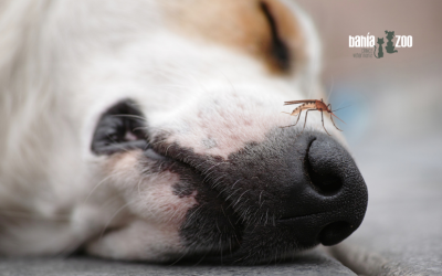 Pulgas, garrapatas y parásitos externos en mascotas: prevención y control