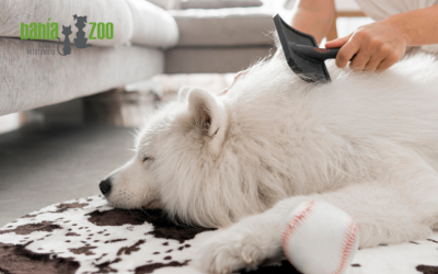 Muda de pelo en perros y gatos: ¿cuándo es normal y cuándo consultar al veterinario?