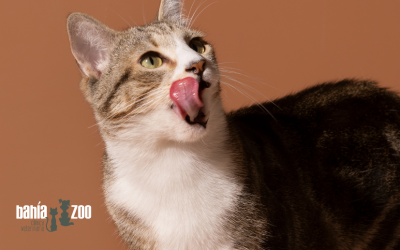 Ventajas de la alimentación húmeda en mascotas