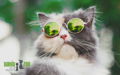 Checklist de salud de verano: ¿está tu mascota lista?