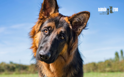Displasia de cadera en perros: causas, síntomas y tratamientos