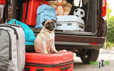 Preparando la vuelta a la rutina: consejos para que tu mascota no sufra el cambio