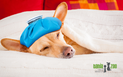 Enfermedades respiratorias más comunes en otoño en perros y gatos