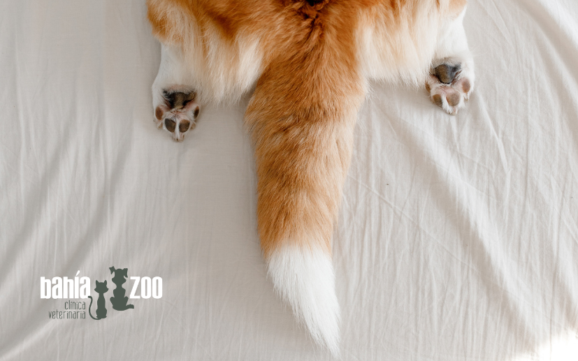 articulo-Bahiazoo-febrero