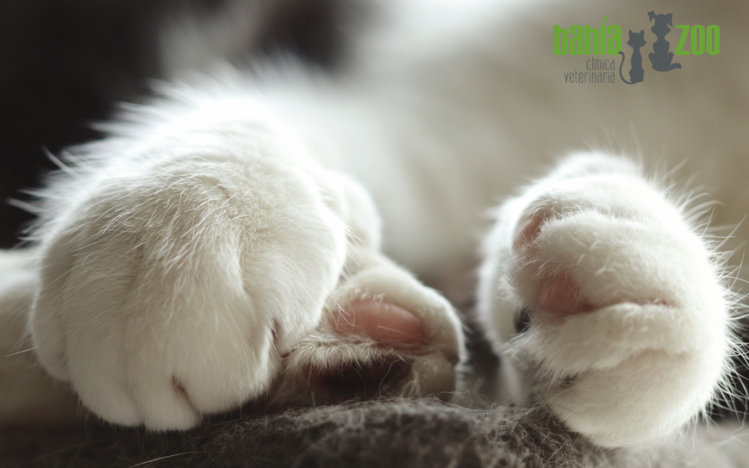 Cuidado de las almohadillas de tu mascota: protege sus patas y bienestar