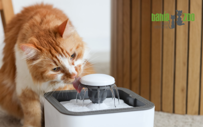 Deshidratación en gatos: cómo detectarla y prevenirla durante el verano