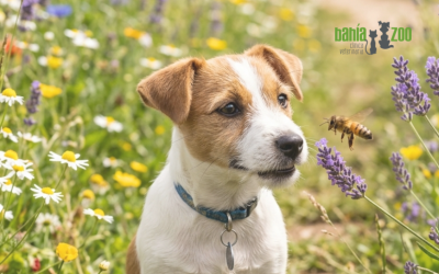 Picaduras de avispas y abejas en perros y gatos: qué hacer y cuándo acudir al veterinario