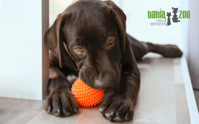 Cuidados de un cachorro: guía para sus primeros meses