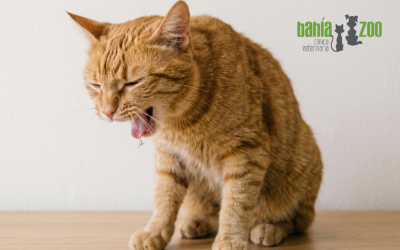 Bolas de pelo en gatos: por qué aparecen y cómo prevenirlas